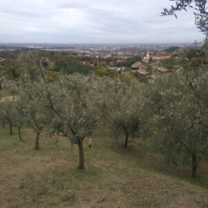 olivicoltura Vismara 2