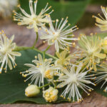 Dal fiore di tiglio si ottiene il miele di tiglio