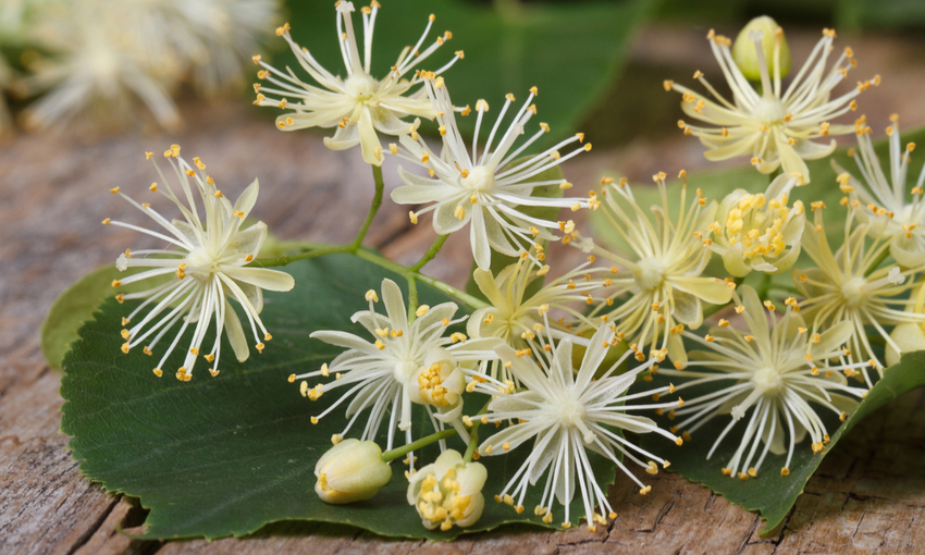 Dal fiore di tiglio si ottiene il miele di tiglio