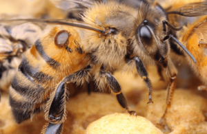 salviamo le api varroa 2