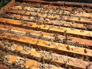 Le nostre api producono miele ricco di gusto e proprietà