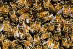 Miele bio: In inverno le api si chiudono in glomere 