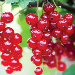 La Crema miele e ribes Vismara è adatta per aperitivi e merende.