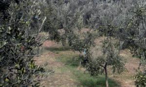 Alcuni Uliveti sui versanti del Monte Misma, in territorio di Scanzorosciate, Bergamo.